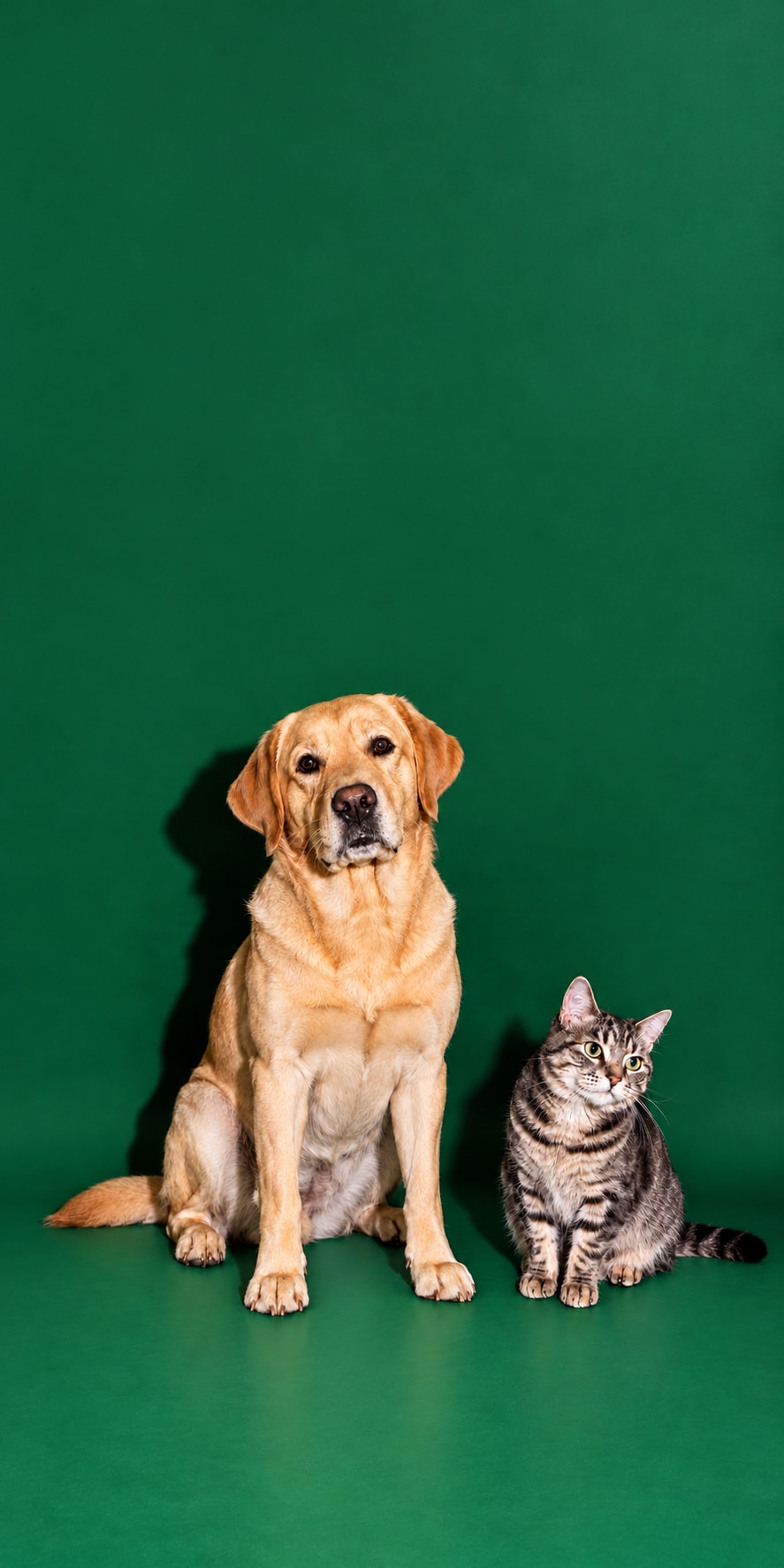 Dospělý žlutý labrador a mourovatá kočka spolu v zeleném fotografickém studiu